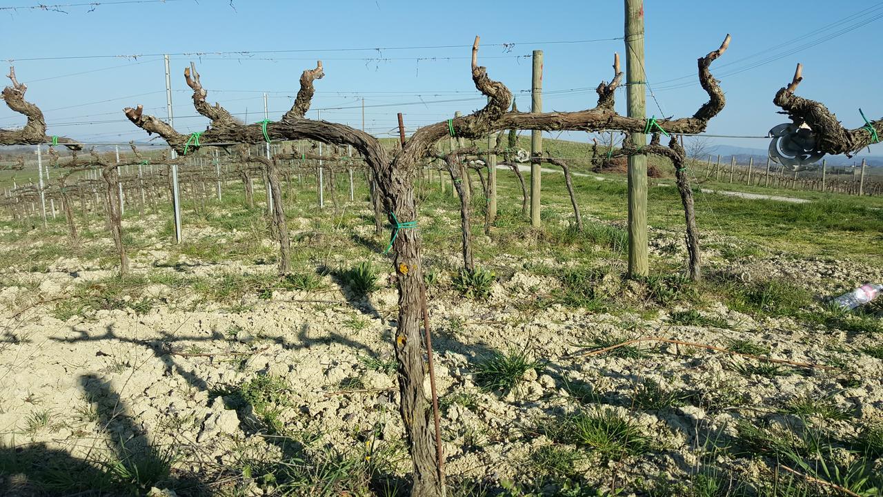 Agriturismo Podere Casa Al Vento Montepulciano Stazione Eksteriør bilde